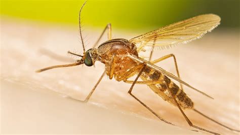 A Look at Mosquito.